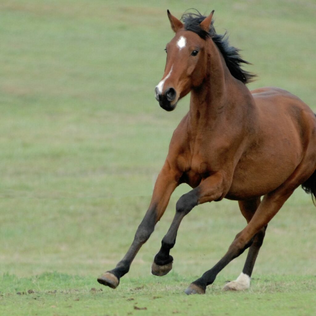The 10 Fastest Horse Breeds in the World