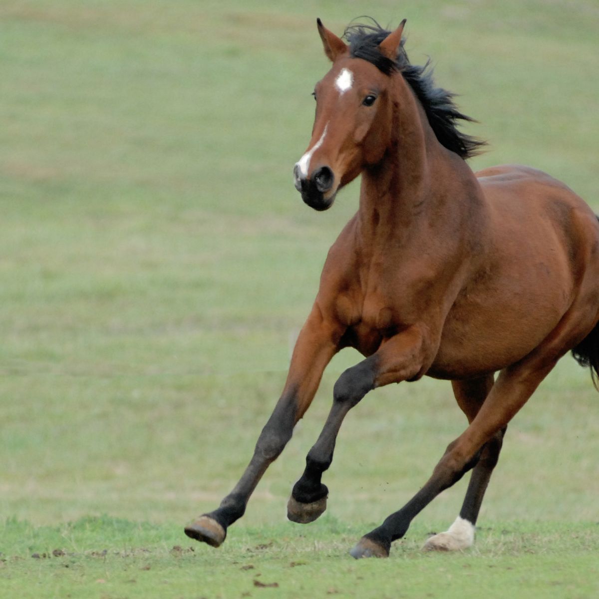 You are currently viewing The 10 Fastest Horse Breeds in the World