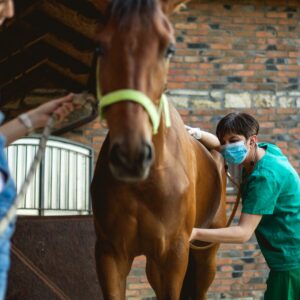 Read more about the article What To Do if Your Horse is Colicking