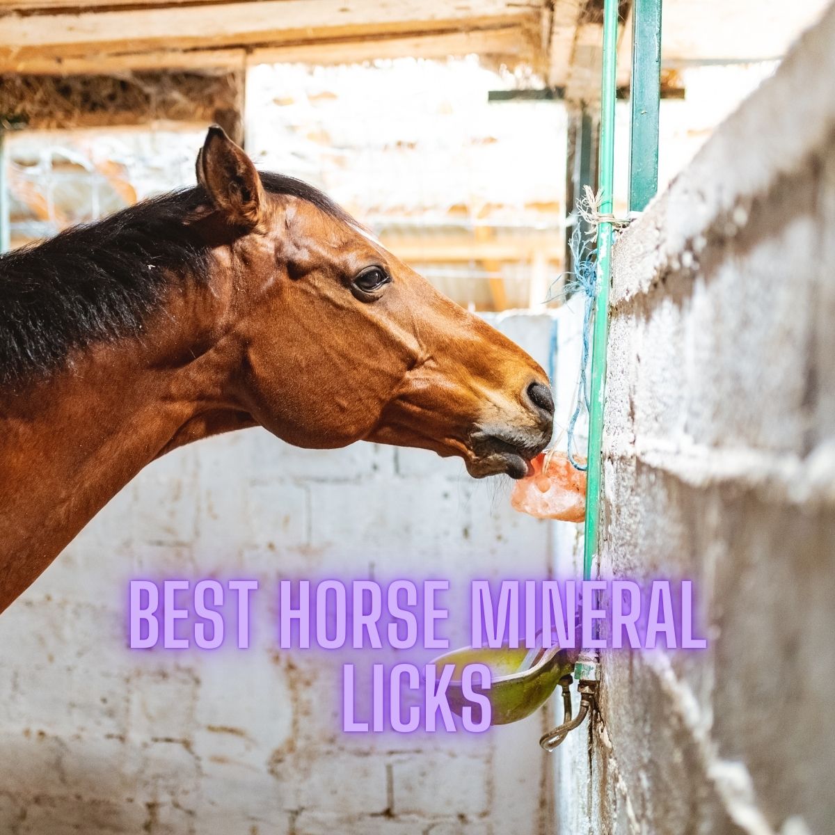 Read more about the article Best Horse Mineral Lick: 2023 Top Picks for Healthier Equines
