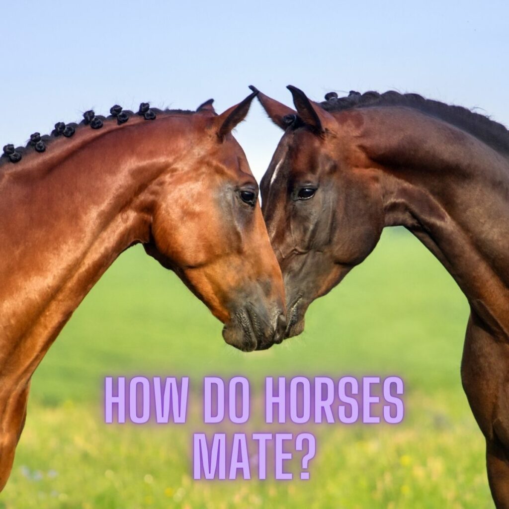 how do horses mate