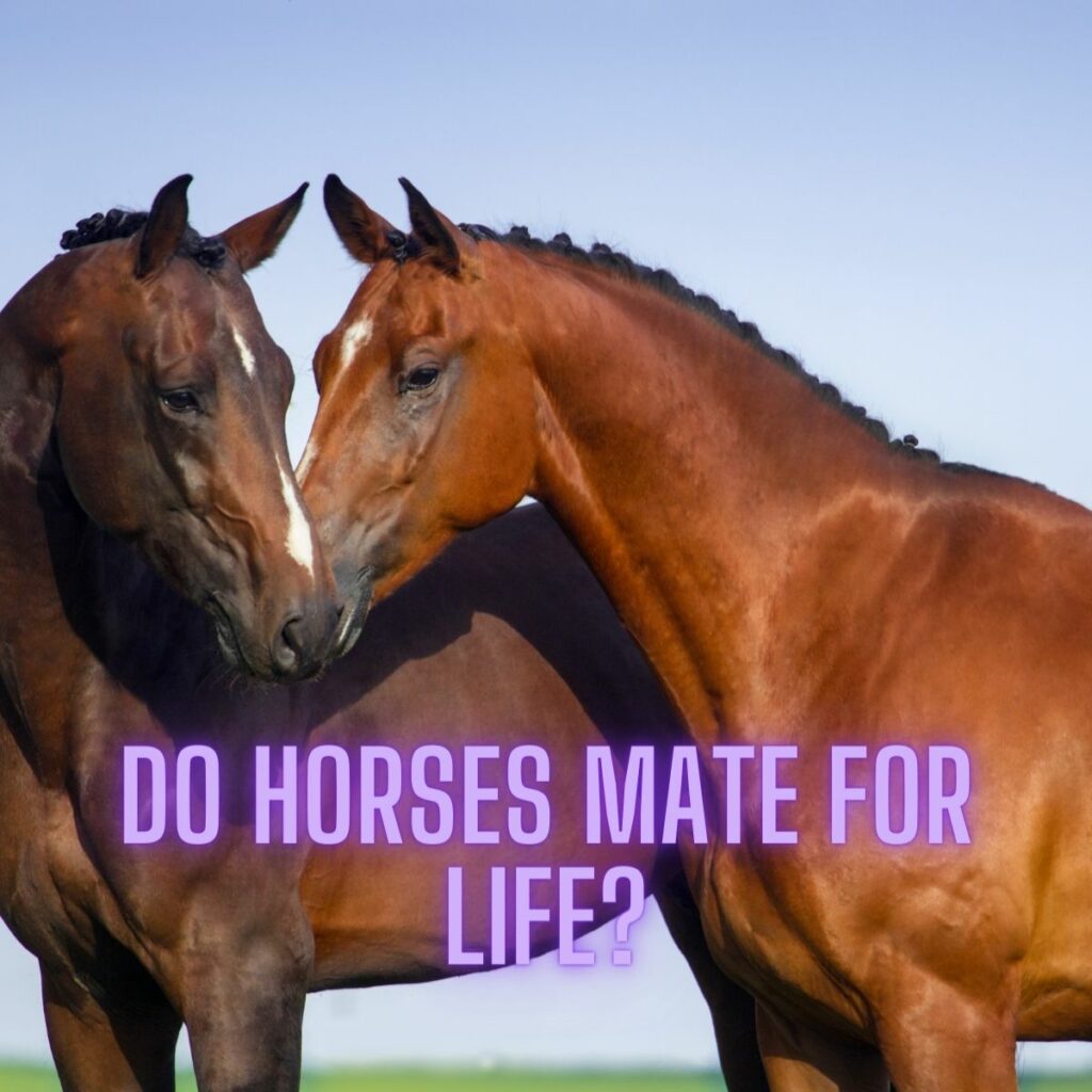 do horses mate for life