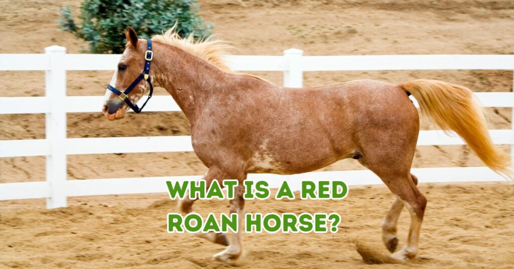 What Is A Red Roan Horse?