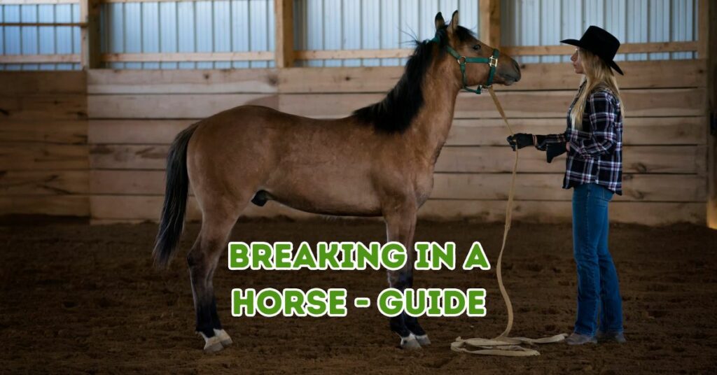 breaking in a horse - guide