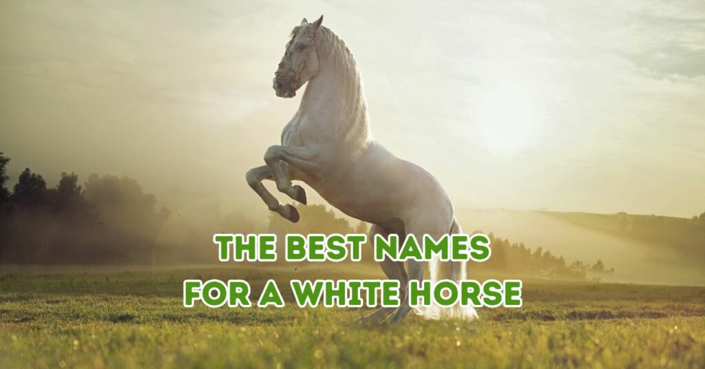 the best Names for a White Horse