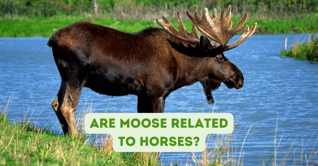 Are Moose Related To Horses?