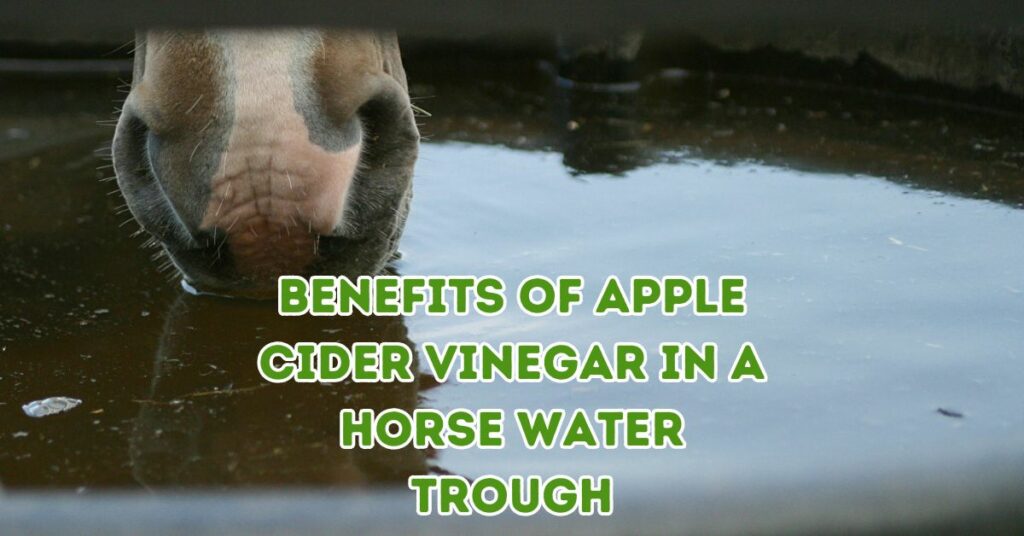 Benefits of Apple Cider Vinegar In A Horse Water Trough