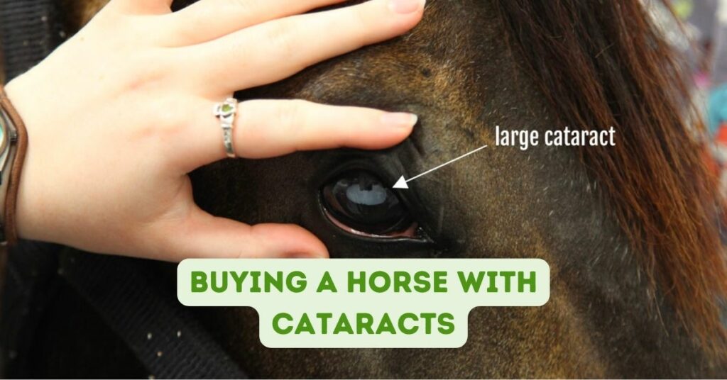 Buying A Horse With Cataracts