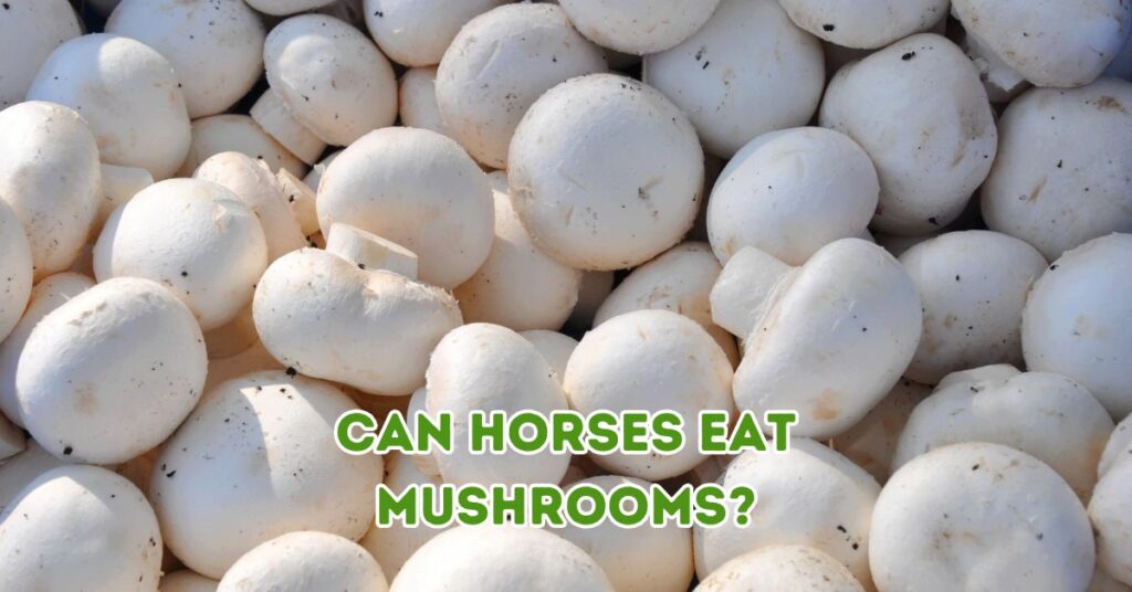 CAN HORSES EAT MUSHROOMS?