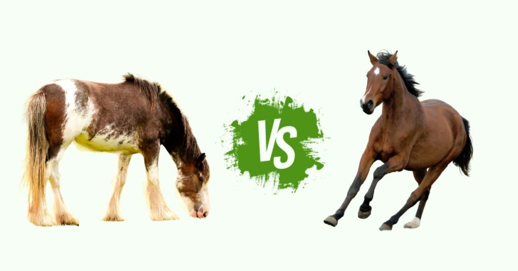 Clydesdale Horse vs Regular Horse