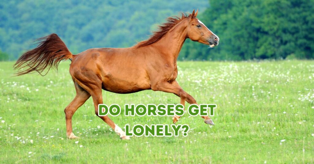 Do Horses Get Lonely?
