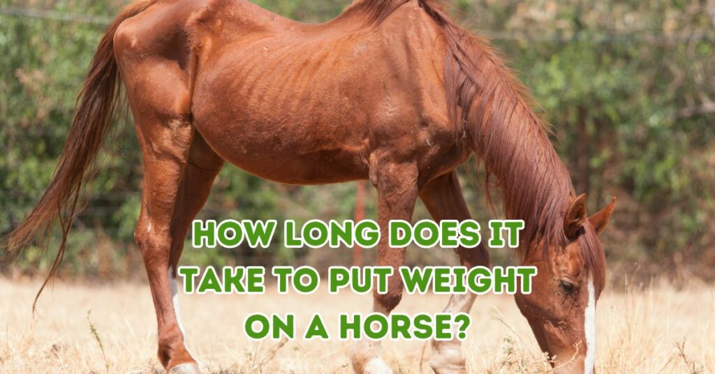 How Long Does It Take to Put Weight on a Horse?