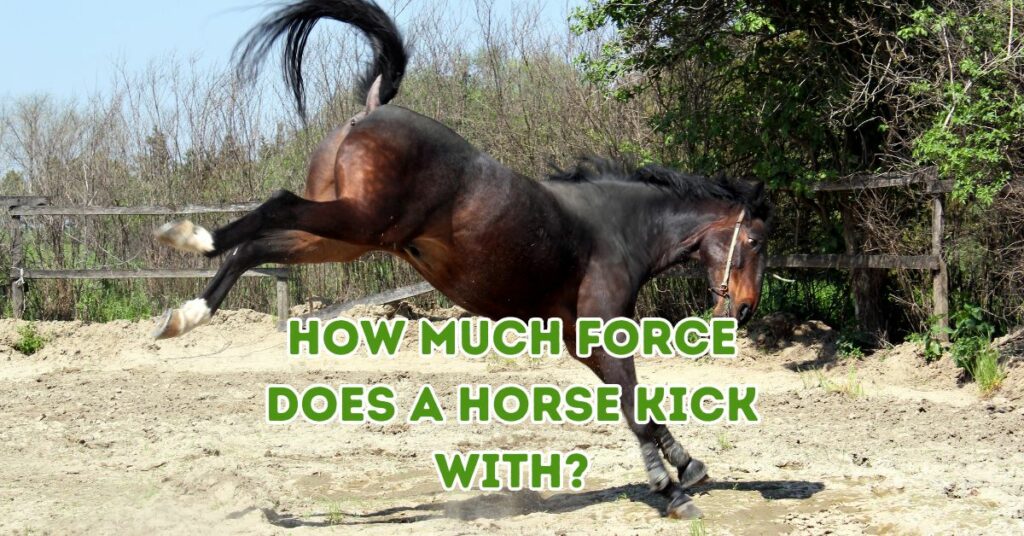 How Much Force Does a Horse Kick With?