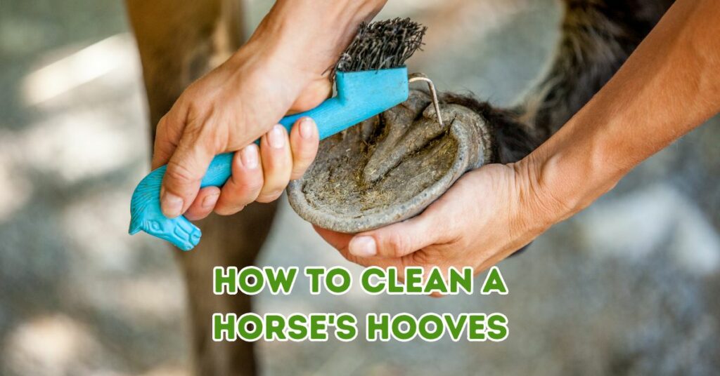 How to Clean a Horse's Hooves