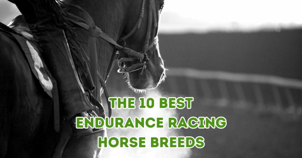 The 10 Best Endurance Racing Horse Breeds
