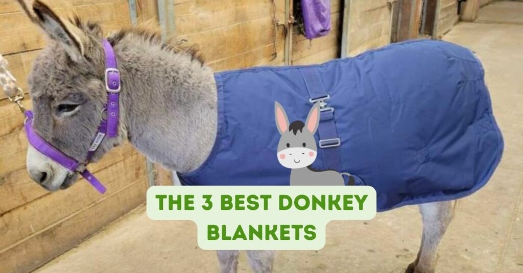 The 3 Best Donkey Blankets