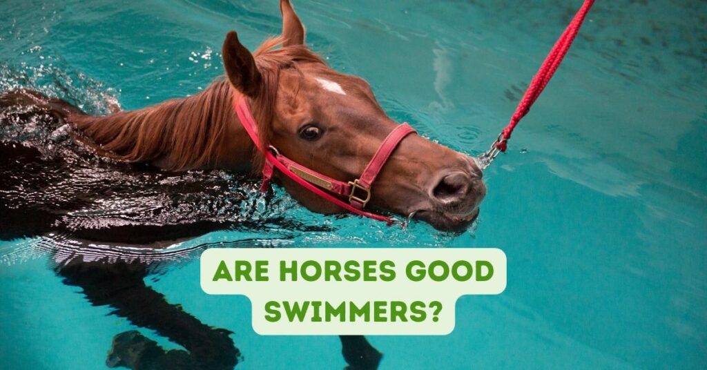 are horses good swimmers?