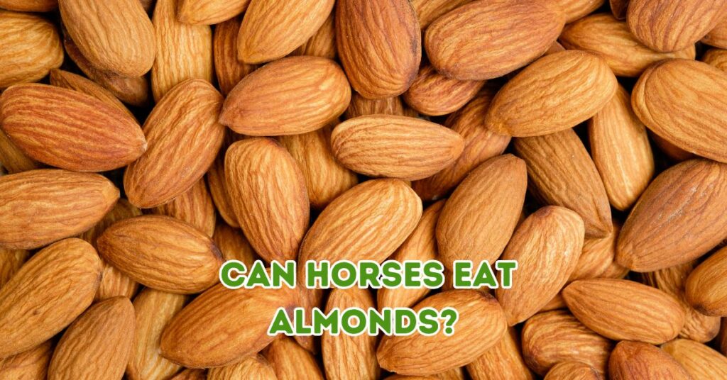 can horses eat almonds?