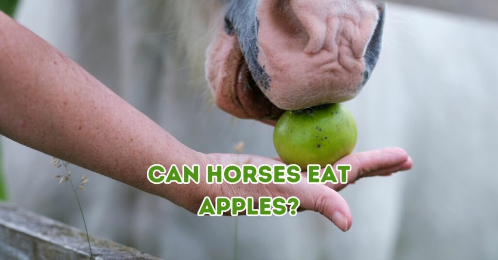 can horses eat apples?
