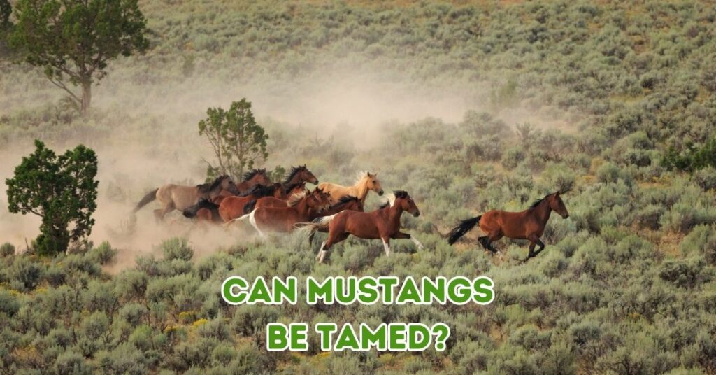 can mustangs be tamed?