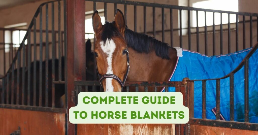 complete guide to horse blankets
