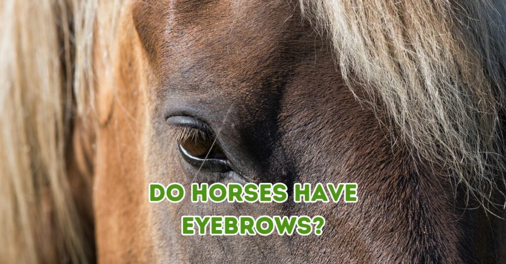 do horses have eyebrows?