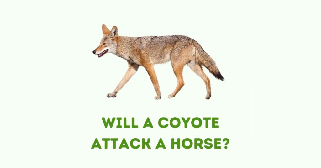 Will a Coyote Attack a Horse?