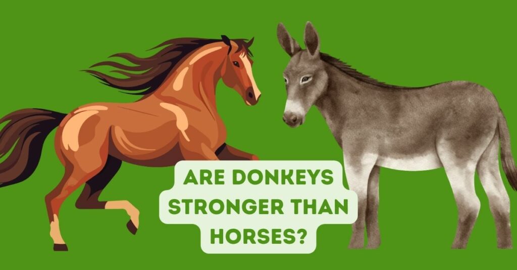 Are Donkeys Stronger Than Horses?