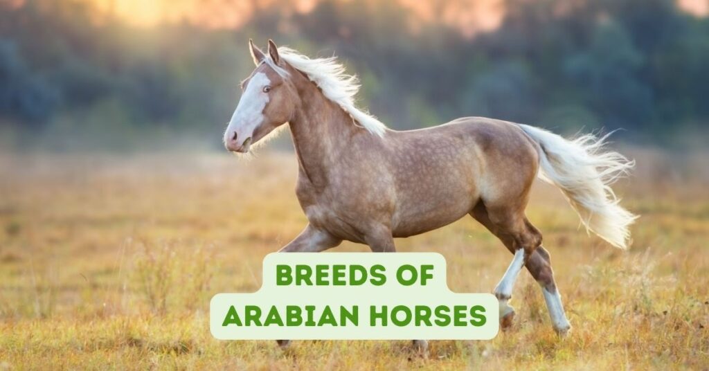 Breeds of Arabian Horses