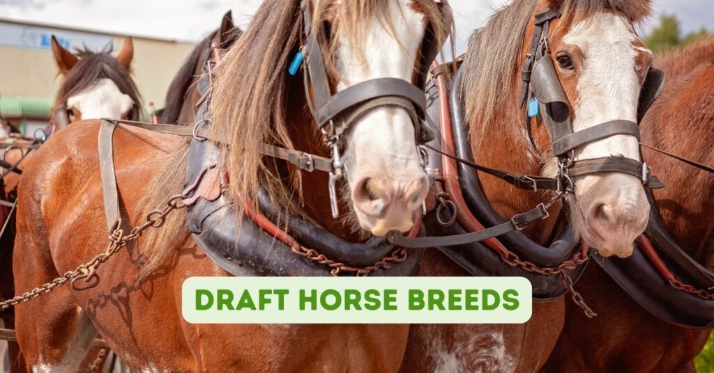Draft Horse Breeds