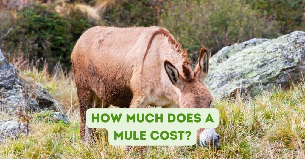 How Much Does a Mule Cost?