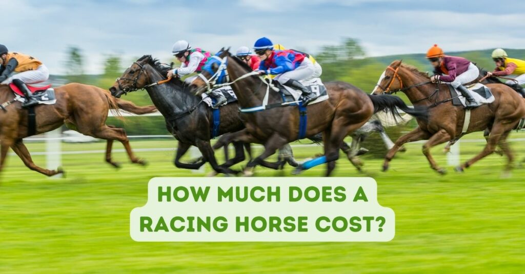 How Much Does a Racing Horse Cost
