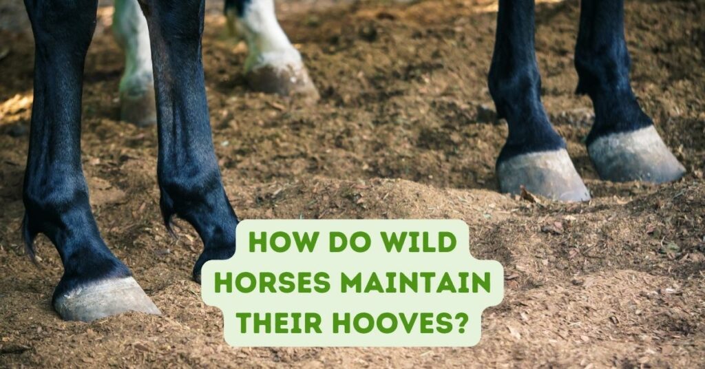 How do Wild Horses Maintain Their Hooves?
