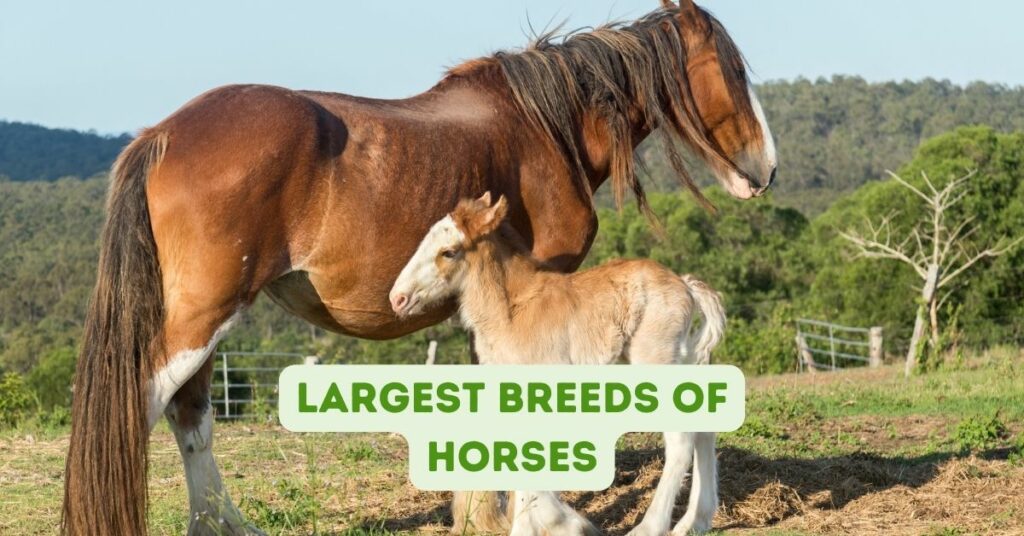 Largest Breeds of Horses