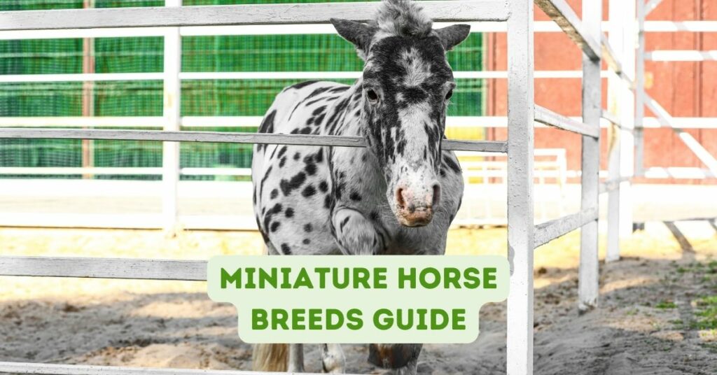 Miniature Horse Breeds guide