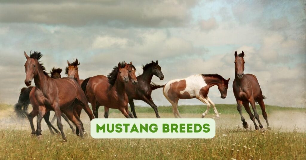 Mustang Breeds
