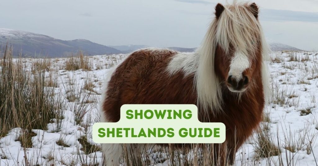 Showing Shetlands Guide