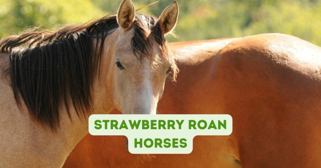 Strawberry Roan Horses