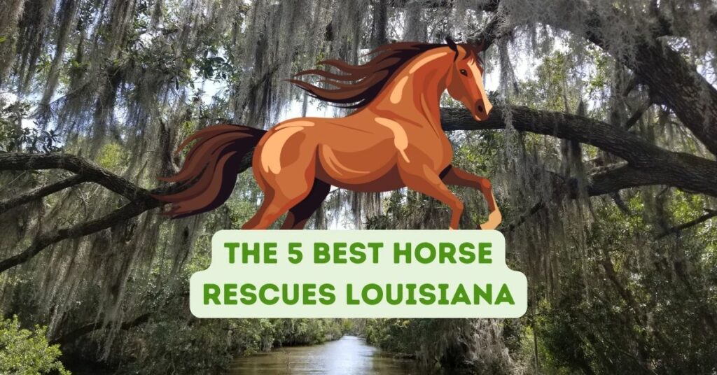 The 5 Best Horse Rescues Louisiana