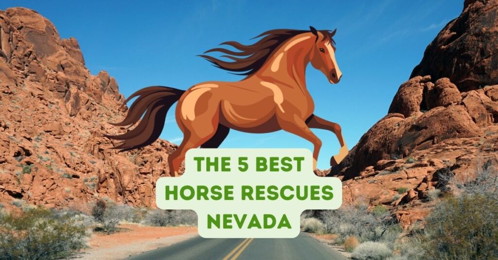 The 5 Best Horse Rescues Nevada