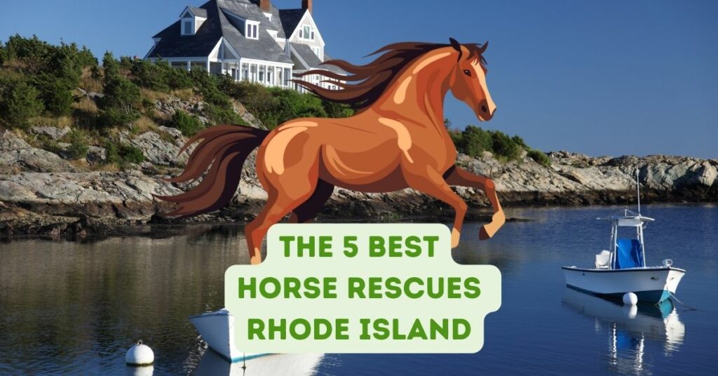 The 5 Best Horse Rescues in Rhode Island