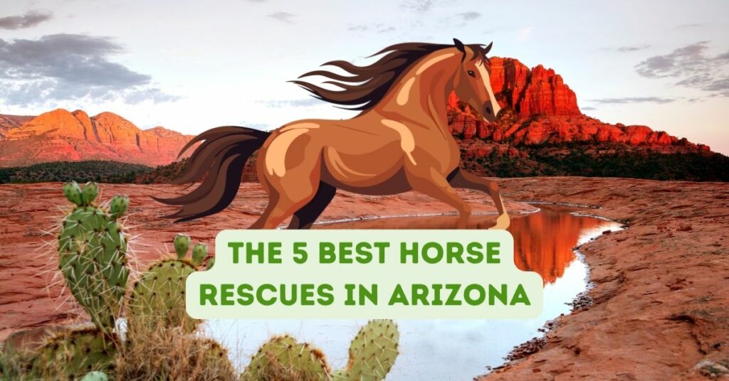 The 5 Best Horse Rescues in Arizona
