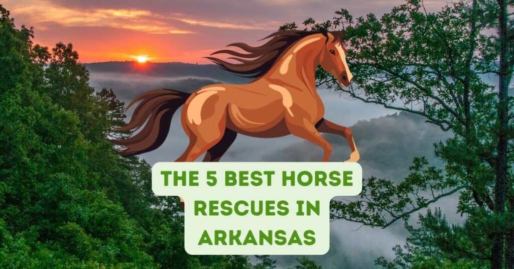 The 5 Best Horse Rescues in Arkansas