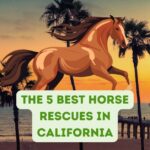 The 5 Best Horse Rescues in California