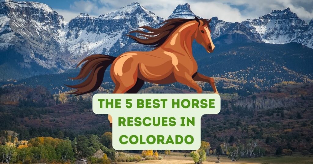 The 5 Best Horse Rescues in Colorado
