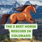 The 5 Best Horse Rescues in Colorado