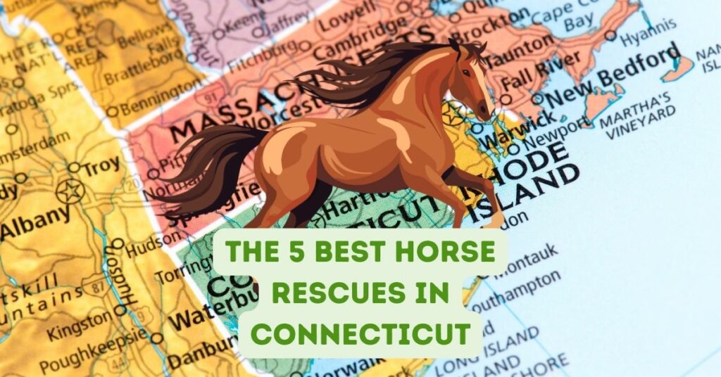 The 5 Best Horse Rescues in Connecticut