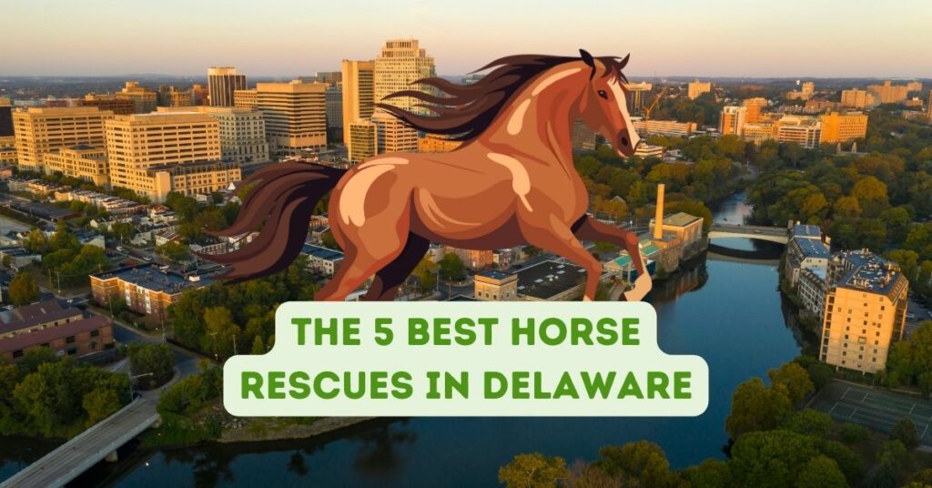 The 5 Best Horse Rescues in Delaware