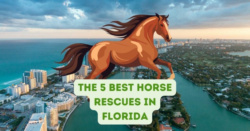 The 5 Best Horse Rescues in Florida
