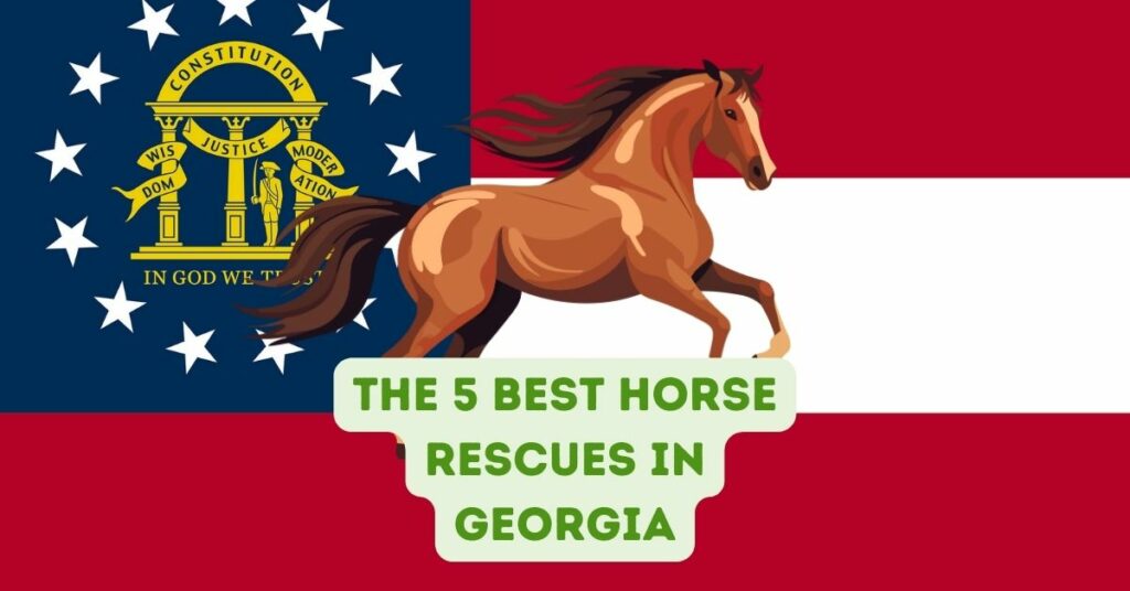 The 5 Best Horse Rescues in Georgia